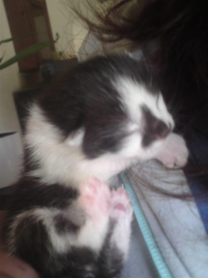 Huskat Moyser <3 Forsvundet :s - Da han var få dage gammel billede 5