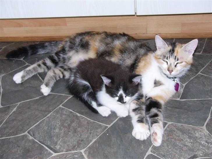 Huskat Moyser <3 Forsvundet :s - Moyser sammen med sin mor Trunde da han var lille billede 6