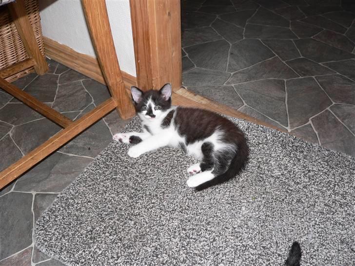 Huskat Moyser <3 Forsvundet :s billede 7