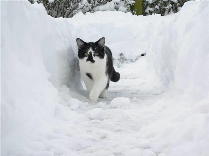 Huskat Moyser <3 Forsvundet :s - Moyser der leger i sne  billede 8