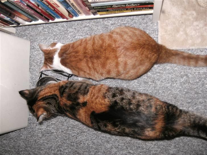 Huskat Bobo billede 7