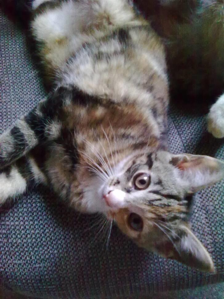 Huskat Tingemis(R.I.P) - Nyt billede 11