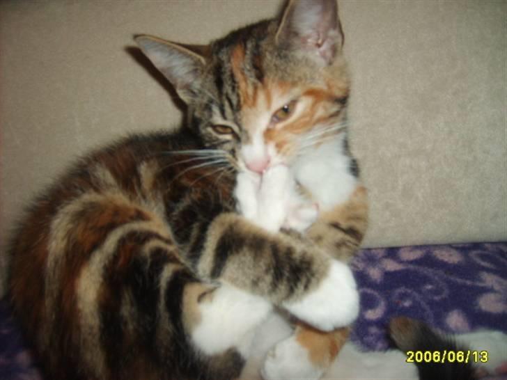 Huskat Tingemis(R.I.P) - nyt billede 12