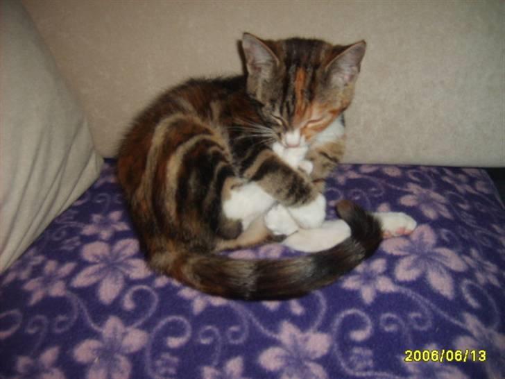 Huskat Tingemis(R.I.P) - nyt billede 13