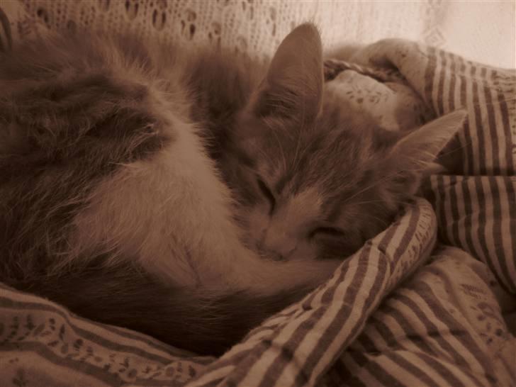 Huskat Joe billede 8