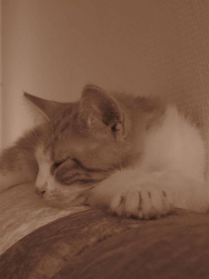 Huskat Joe billede 9