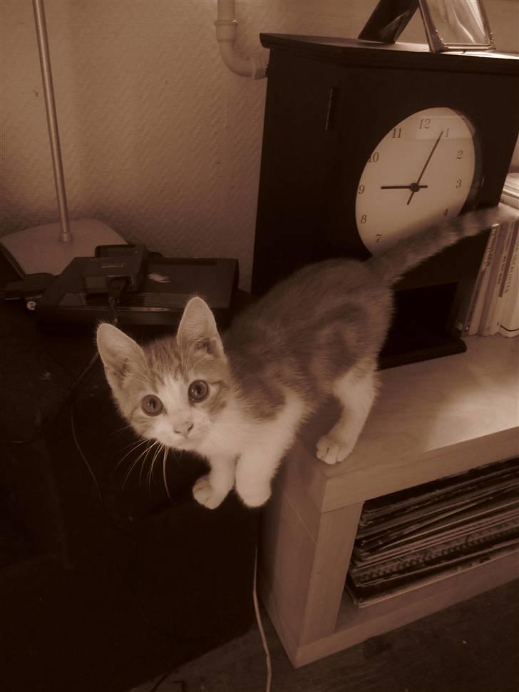 Huskat Joe billede 10