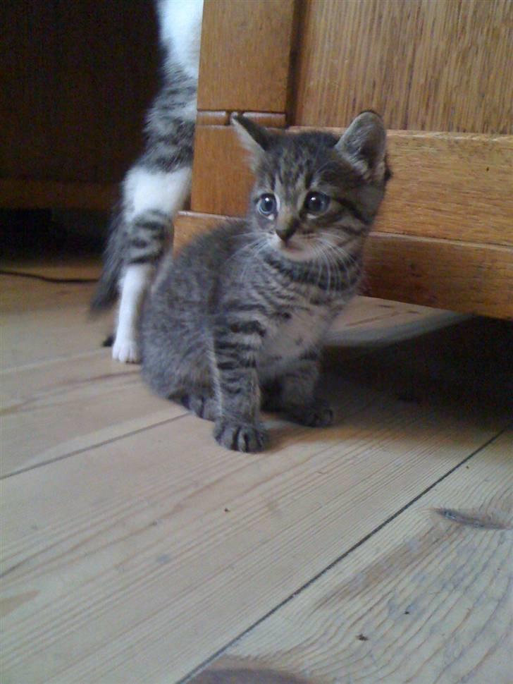 Huskat Holger RIP - søde lille Holger.. billede 1