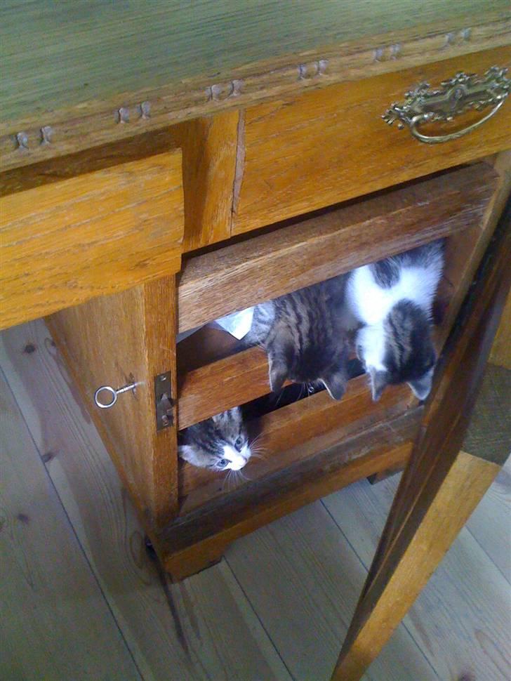 Huskat Holger RIP - alle søskende par i et skab.. billede 2