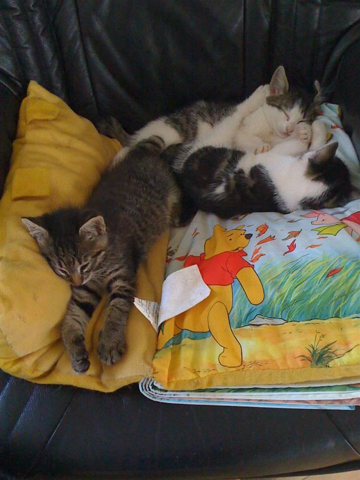 Huskat Holger RIP - vi putter.. men Holger er tydelig at finde..:) billede 3