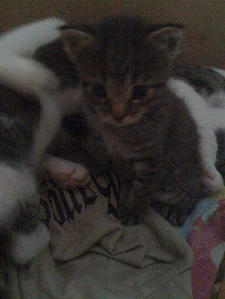 Huskat Holger RIP - pænt goddag- lige fået øjne for et par dage siden.. billede 5