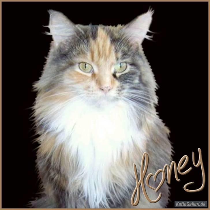 Maine Coon Honey Pie R.I.P mors skat billede 6