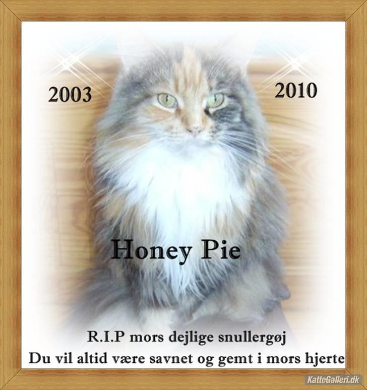Maine Coon Honey Pie R.I.P mors skat billede 7
