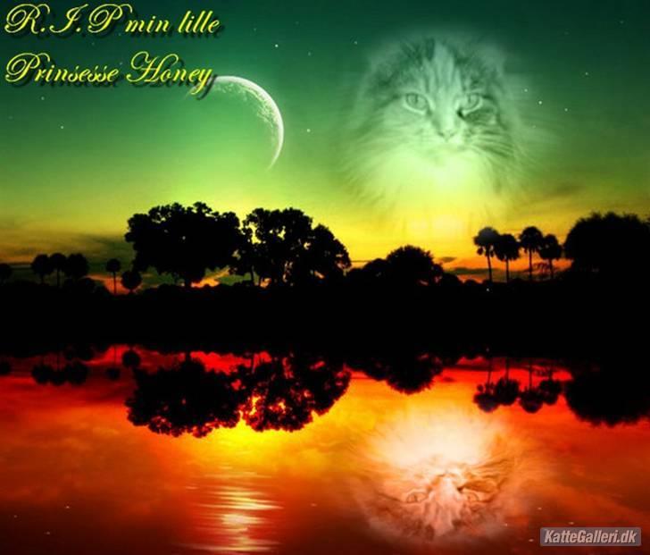 Maine Coon Honey Pie R.I.P mors skat billede 8