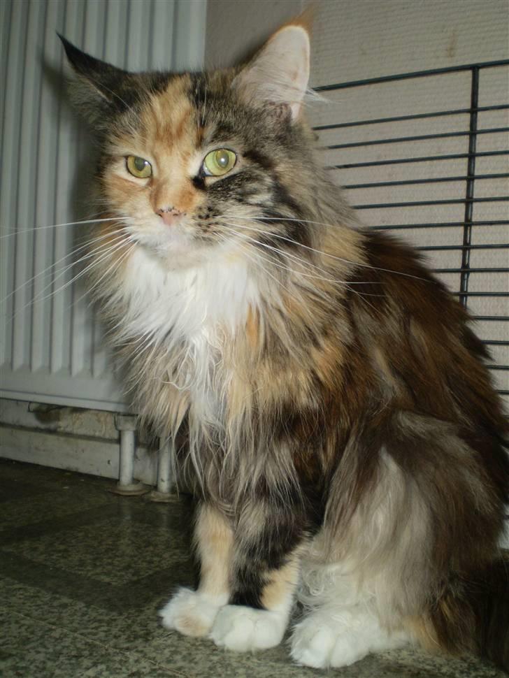 Maine Coon Honey Pie R.I.P mors skat billede 11