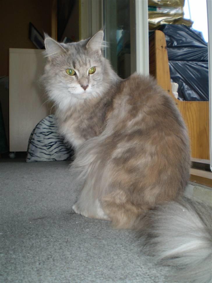 Maine Coon Jabba R.I.P mor´s baby billede 7