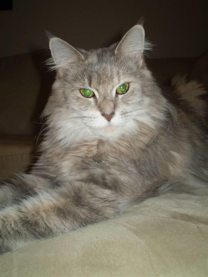 Maine Coon Jabba R.I.P mor´s baby billede 8