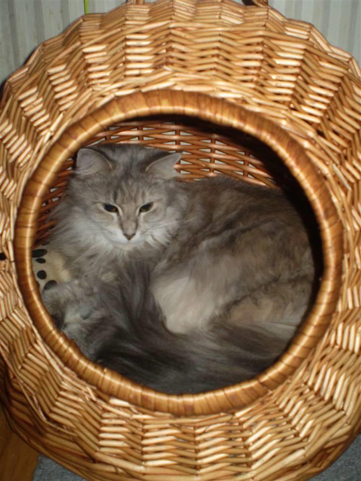 Maine Coon Jabba R.I.P mor´s baby billede 9