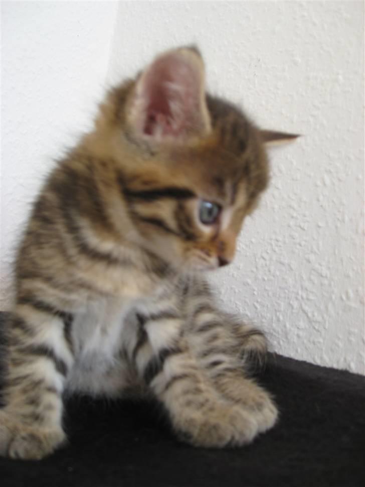 Blanding af racer Mr. Javier Fitzgerald billede 1