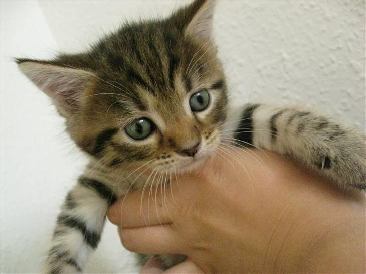 Blanding af racer Mr. Javier Fitzgerald billede 2