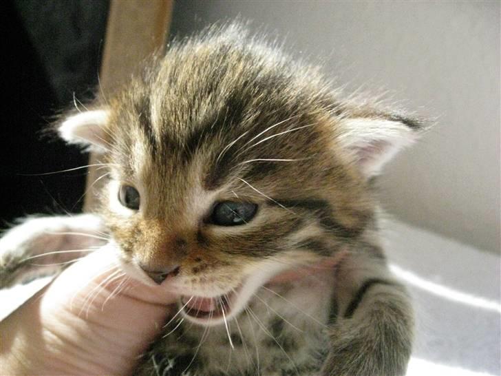 Blanding af racer Mr. Javier Fitzgerald billede 3