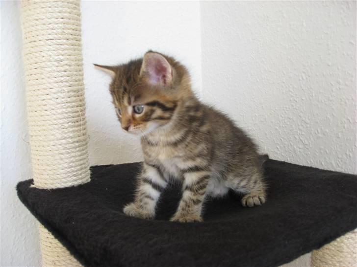 Blanding af racer Mr. Javier Fitzgerald billede 4