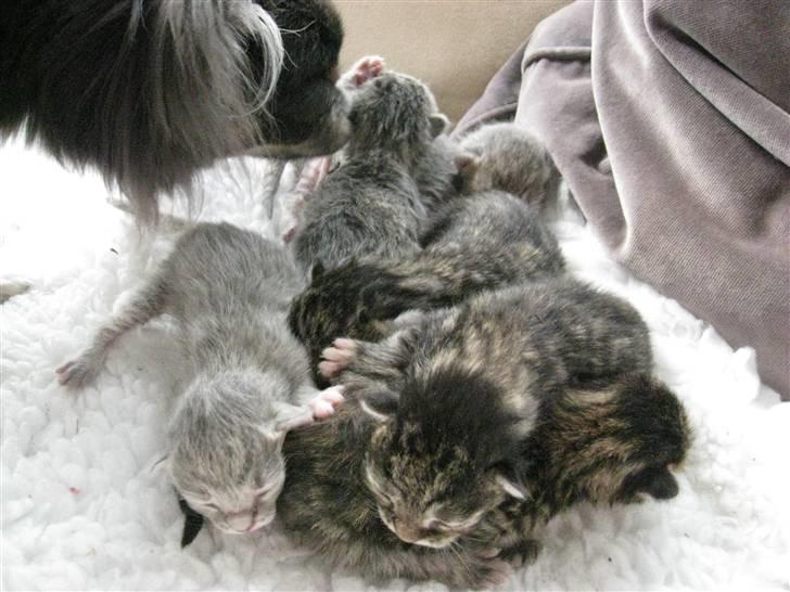 Blanding af racer Mr. Javier Fitzgerald billede 5