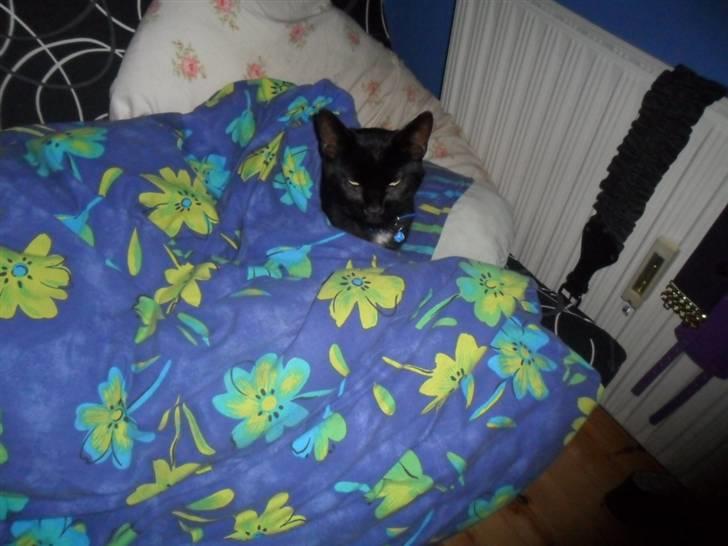 Huskat Zippo  - GoodMorning!  billede 12