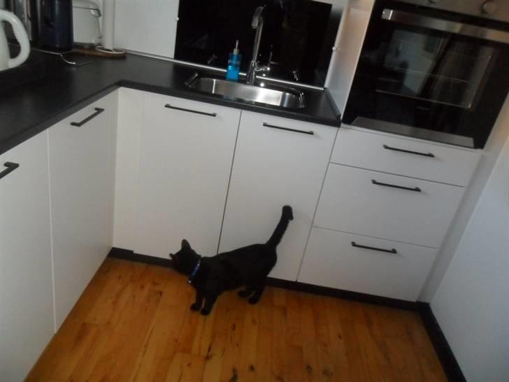 Huskat Zippo  - Et lille smut forbi køkkenet, mon de har tabt lidt leverpostej på gulvet? billede 13