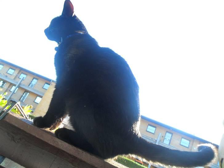 Huskat Zippo  billede 15