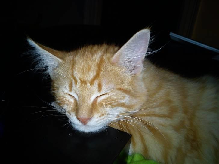 Maine Coon prins billede 1