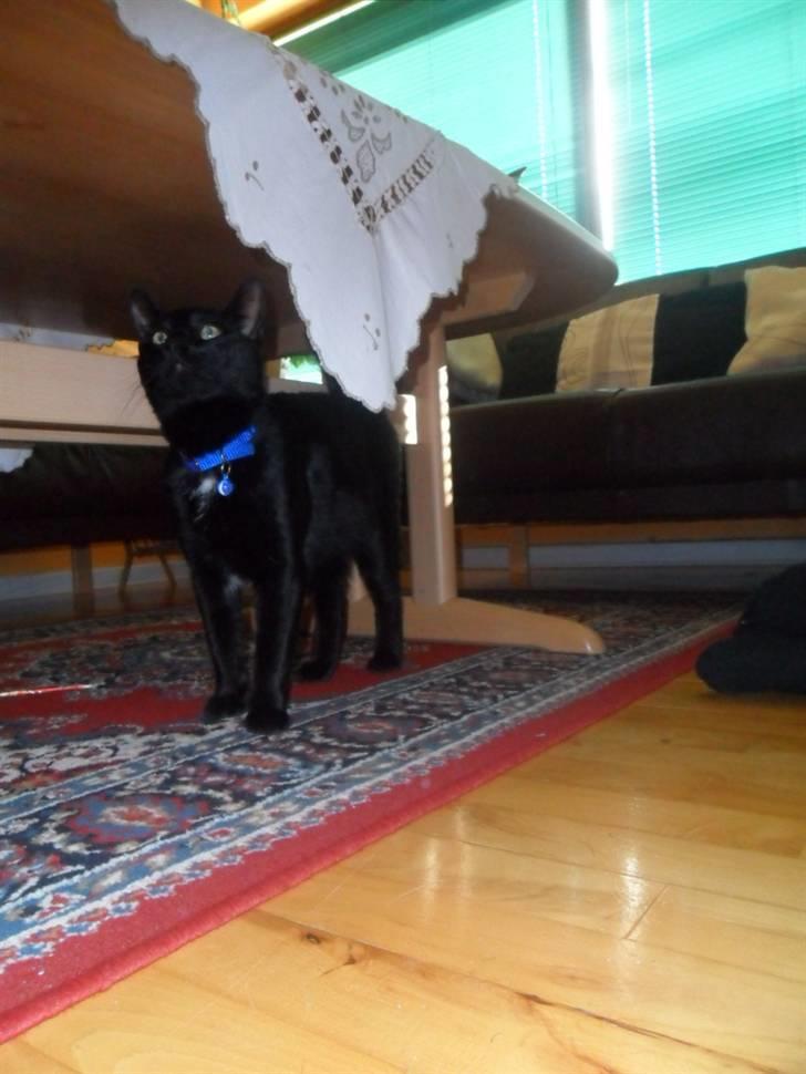 Huskat Zippo  billede 16