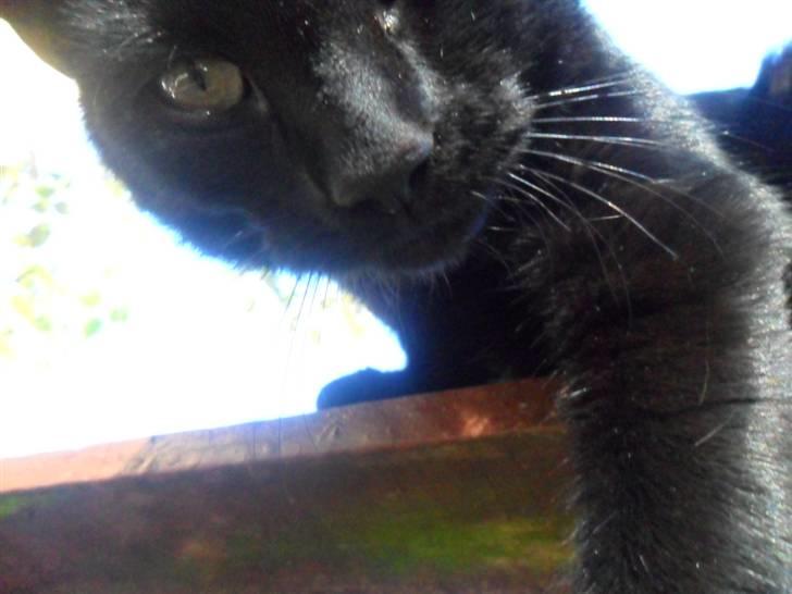 Huskat Zippo  - Er man lidt nysgerrig, Zippo? billede 17