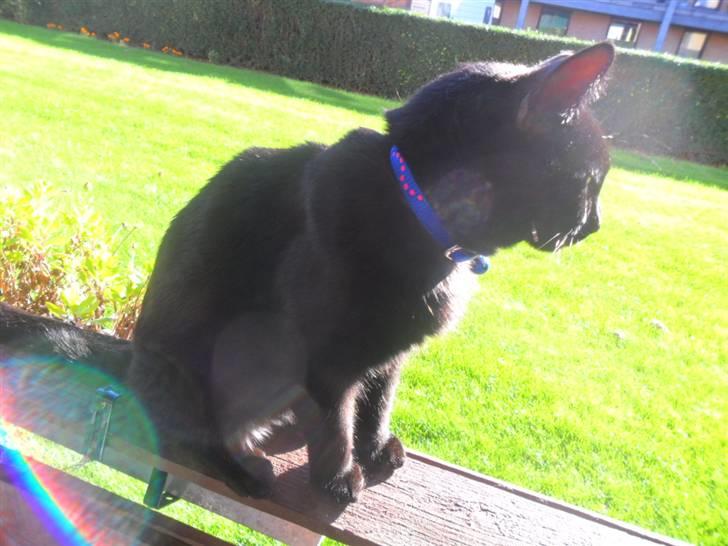 Huskat Zippo  billede 18