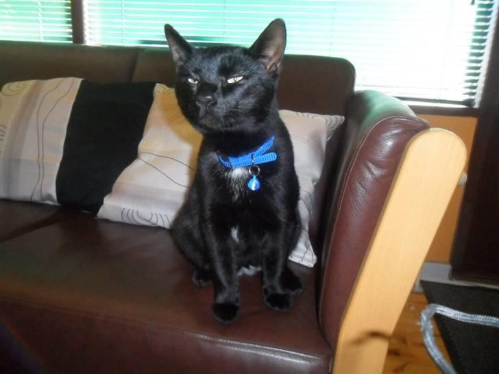 Huskat Zippo  billede 19