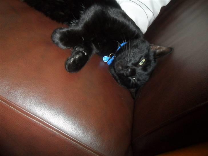 Huskat Zippo  billede 20