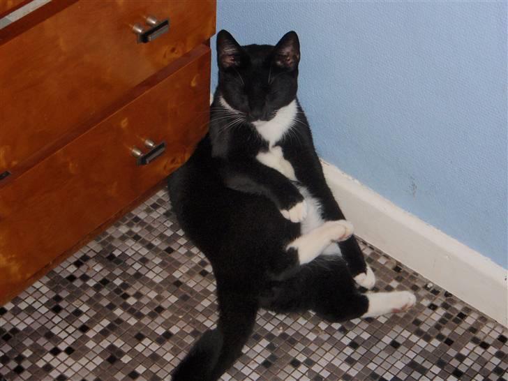 Huskat Oskar Jensen - Tager lige en lille lur op af væggen ;) billede 20