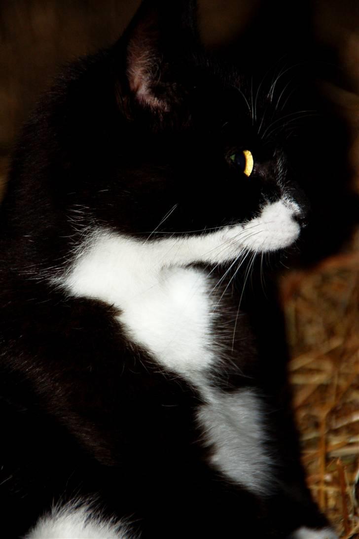 Blanding af racer Ariwo af Stald Friis billede 10