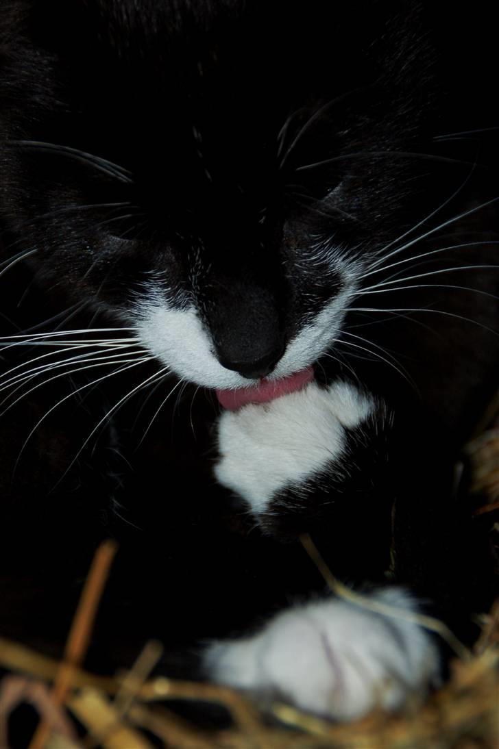 Blanding af racer Ariwo af Stald Friis billede 11