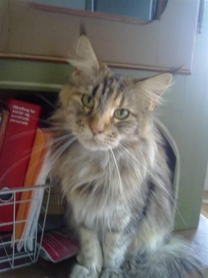 Maine Coon DK Vingsteds Nala billede 6