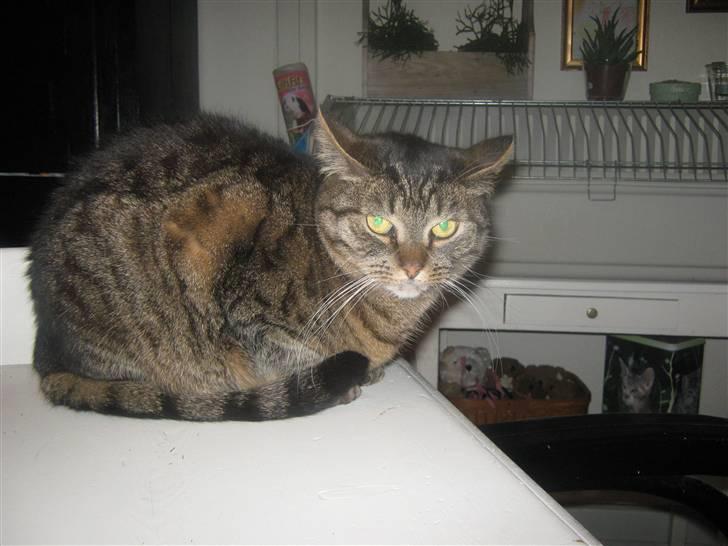 Huskat Sille billede 1