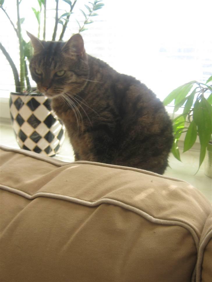 Huskat Sille billede 2