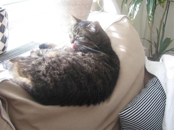 Huskat Sille billede 3