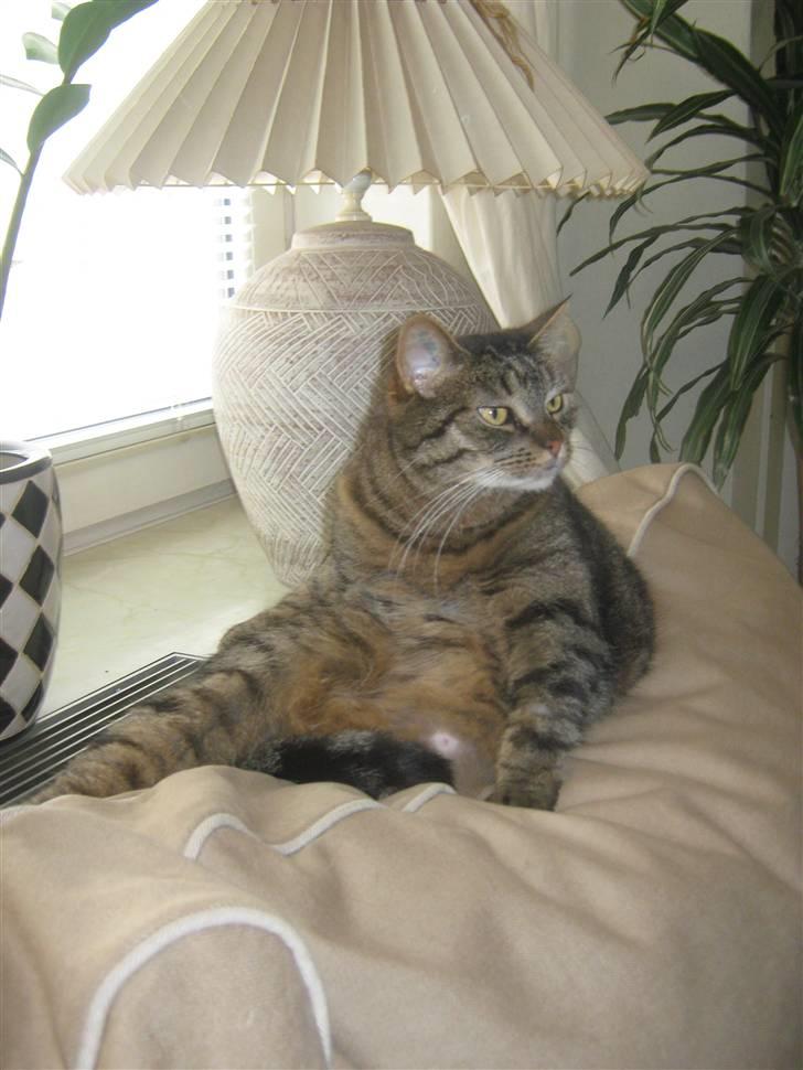 Huskat Sille billede 4