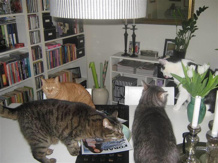 Huskat Sille billede 5