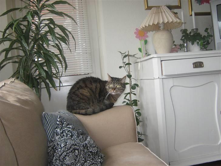 Huskat Sille billede 6