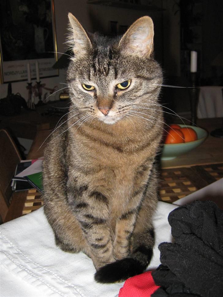 Huskat Sille billede 7