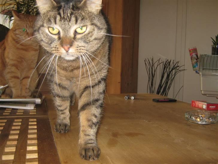 Huskat Sille billede 8