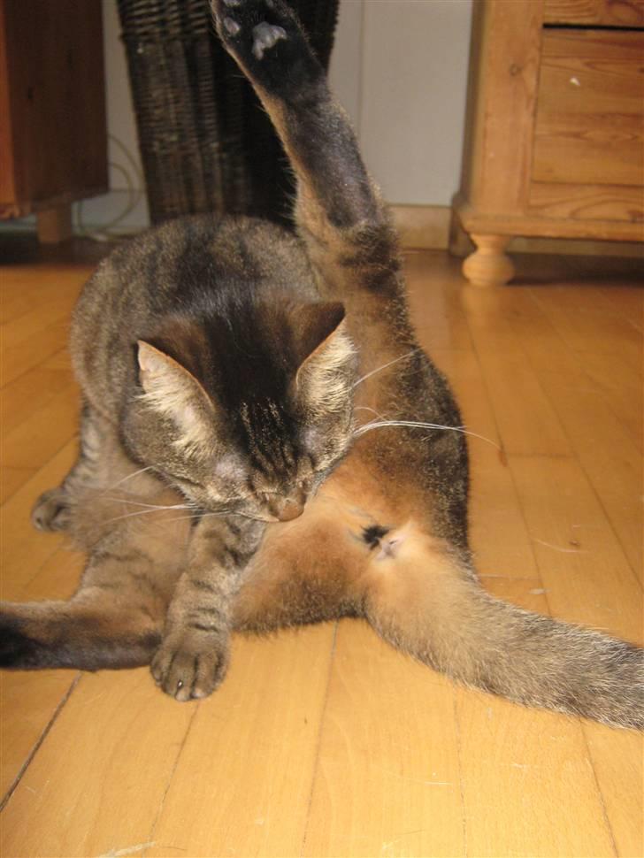 Huskat Sille billede 10