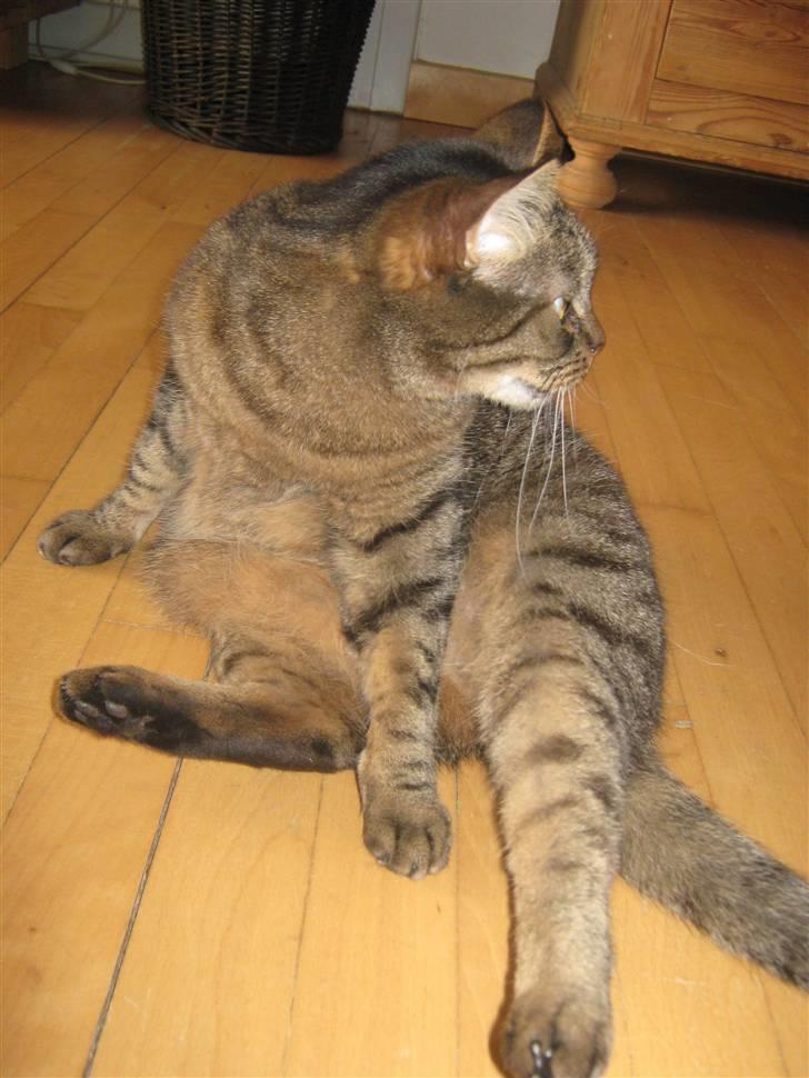 Huskat Sille billede 11